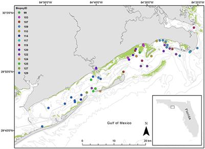 Niche Differentiation and Prey Selectivity among Common Bottlenose Dolphins (Tursiops truncatus) Sighted in St. George Sound, Gulf of Mexico